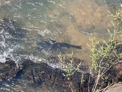 Steindachneridion melanodermatum