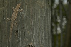 Lygodactylus capensis