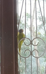 Psittacula cyanocephala