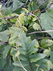 Dioscorea nipponica