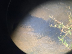 Steindachneridion melanodermatum