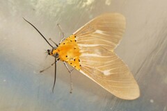 Asota producta