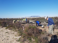 Pelargonium multiradiatum
