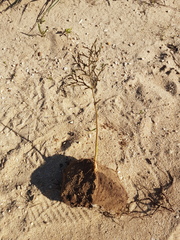 Pelargonium multiradiatum