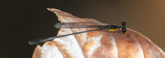 Lestoidea