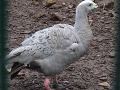 Cereopsis novaehollandiae