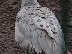 Cereopsis novaehollandiae