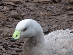 Cereopsis novaehollandiae