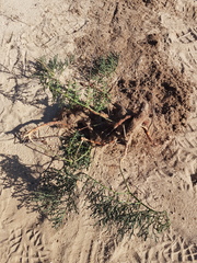 Pelargonium multiradiatum