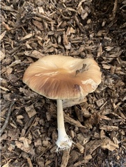 Agrocybe rivulosa