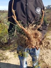 Pelargonium multiradiatum