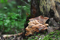 Lentinellus cochleatus