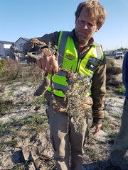 Pelargonium multiradiatum