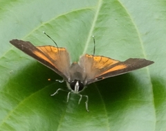 Deudorix epijarbas