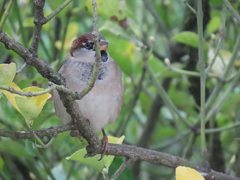 Passer domesticus