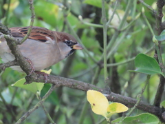 Passer domesticus
