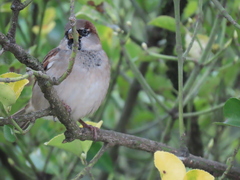Passer domesticus