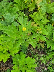 Erysimum hieraciifolium