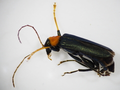 Oedemera