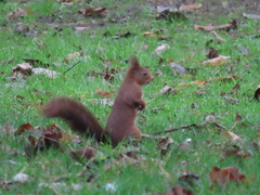 Sciurus vulgaris