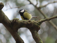 Parus major