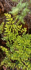 Pellaea pteroides