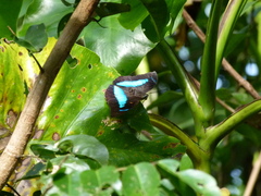 Charaxinae