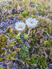 Xerochrysum milliganii