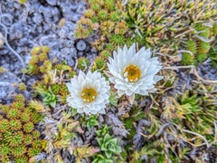 Xerochrysum milliganii