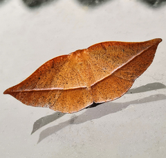 Sarcinodes debitaria