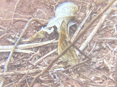Junonia