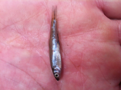 Notropis