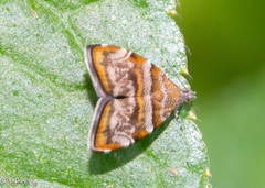 Choreutis orthogona