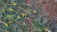 Tribulus taiwanense