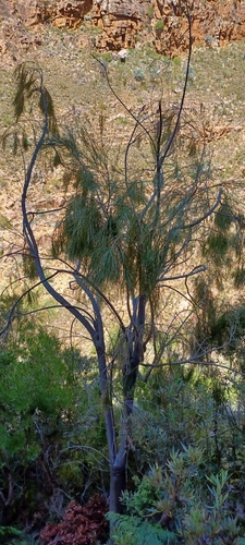 Weeping Fountainbush (Psoralea fleta)