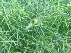 Notolabrus tetricus