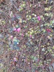 Symphoricarpos orbiculatus