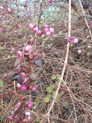 Symphoricarpos orbiculatus