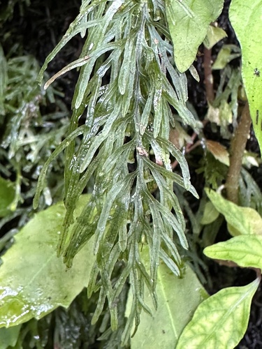 Abrodictyum cumingii observed 2023-01-03