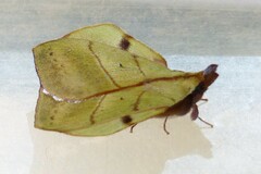 Radhica elisabethae