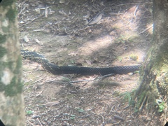 Spilotes pullatus