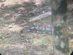 Spilotes pullatus