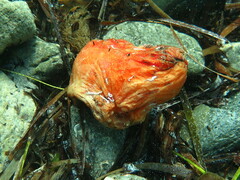Stolidobranchia