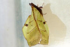 Radhica elisabethae