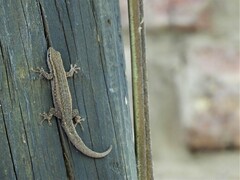 Lygodactylus capensis
