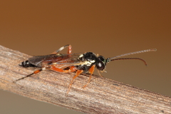 Diplazon laetatorius