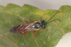 Diplazon laetatorius