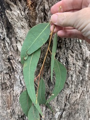Eucalyptus longifolia
