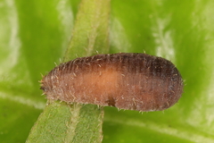 Diplazon laetatorius