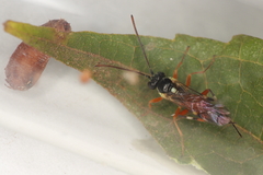 Diplazon laetatorius